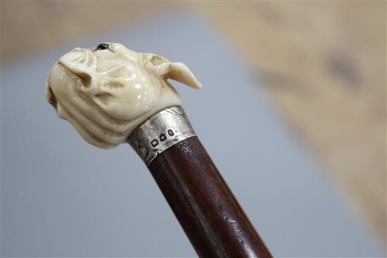 A walking stick, the ivory handle carved as a French bulldogs head with glass eyes, silver collar, London 1921, overall length 93.5cm